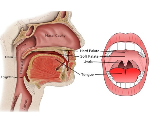 oral pathology